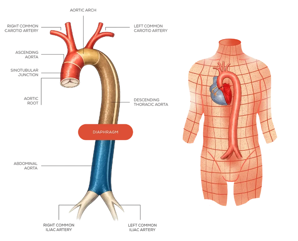 What is the aorta illustration